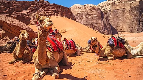 Kamele im Wadi Rum
©Richie Chan - stock.adobe.com, GLOBALIS