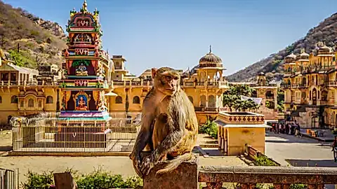 Affe in Jaipur © Mohd - stock.adobe.com