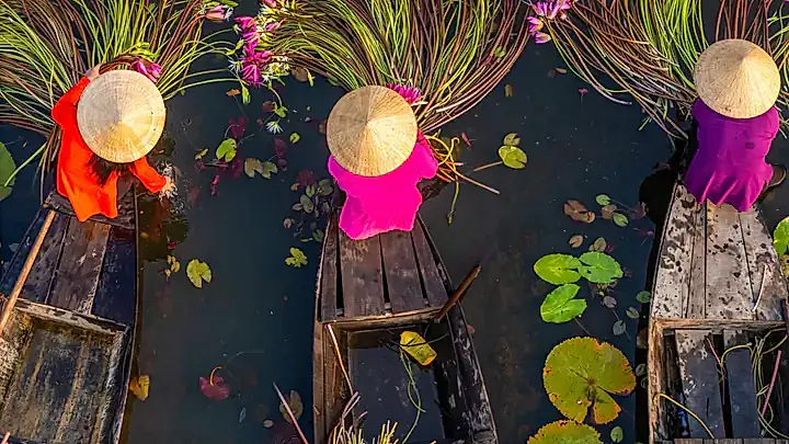 Ernte von Wasserlilien im Makong-Delta © CravenA - stock.adobe.com