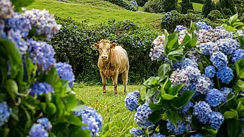 Kuh zwischen Hortensien auf Faial © fnendzig - stock.adobe.com