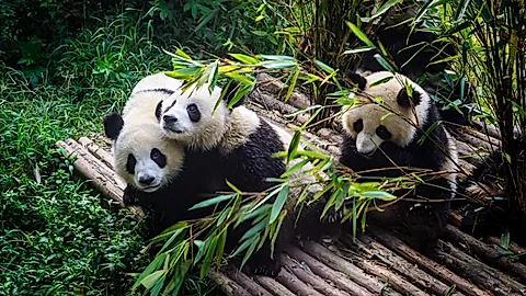 Pandas im Panda-Aufzuchtzentrum von Chengdu © Deyan -stock.adobe.com