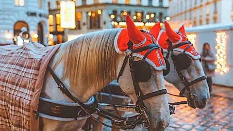 Die berühmten Pferdekutschen Wiens im Winter © Silvia Eder - stock.adobe.com